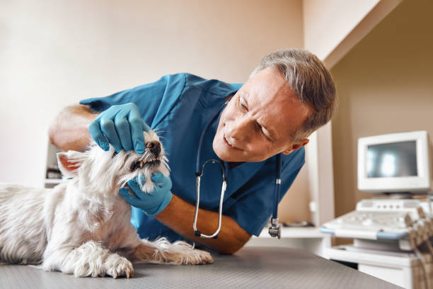 Best After-Hours Dental Care in Morris, AL